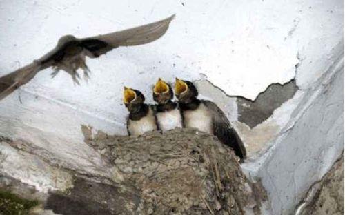 娱乐吃瓜009老燕子,揭秘老燕子背后的故事与传奇