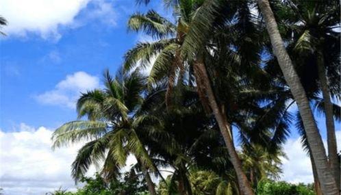 娱乐吃瓜酱椰树,娱乐吃瓜酱椰树，带你领略热带风情