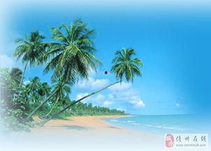 娱乐吃瓜酱椰树,娱乐吃瓜酱椰树，带你领略热带风情