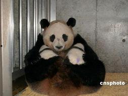 娱乐吃瓜酱功勋大熊猫,国宝传奇，熊猫界的明星风采