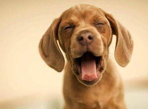 娱乐吃瓜酱狗带上牙,狗带上牙的爆笑日常