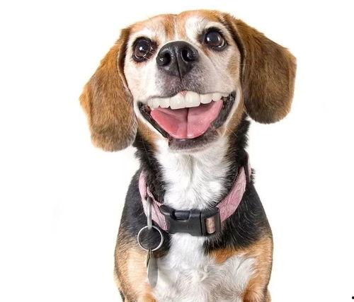 娱乐吃瓜酱狗带上牙,狗带上牙的爆笑日常