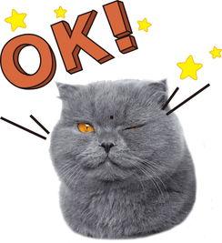 娱乐吃瓜猫的作品,揭秘娱乐圈那些不为人知的幕后故事