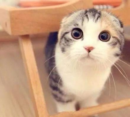 娱乐吃瓜君折耳猫七七