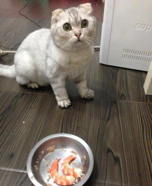 娱乐吃瓜君折耳猫七七